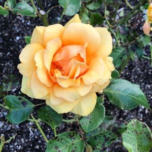 Meet your Posher, Molly